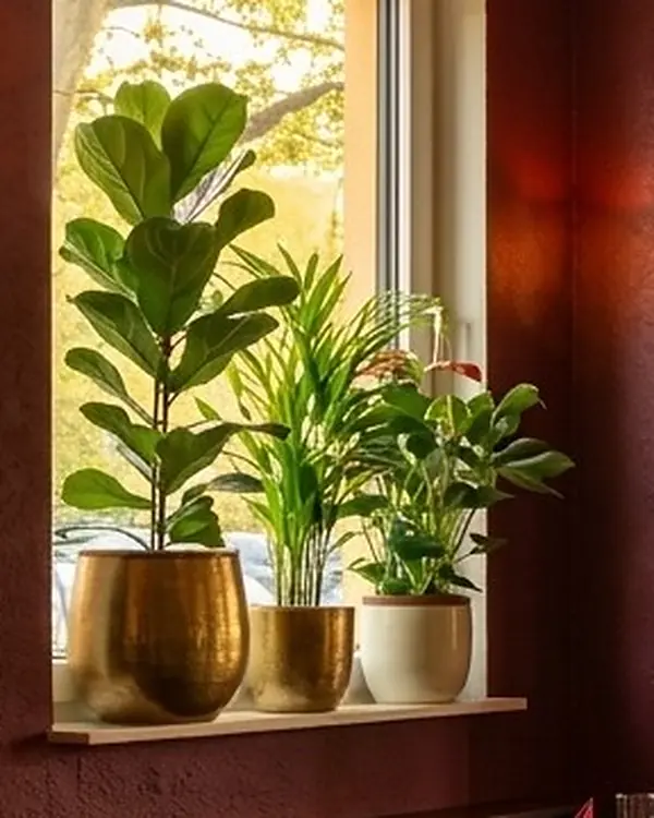 Pflanzen in Messingtöpfen am Fenster